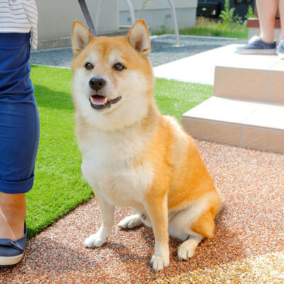 愛犬と暮らしやすく増築・外構リフォーム